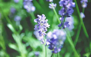 lomo风格唯美小清新花草壁纸_14