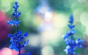 lomo风格唯美小清新花草壁纸_15