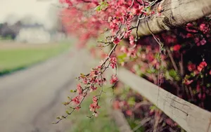 lomo风格唯美小清新花草壁纸_16