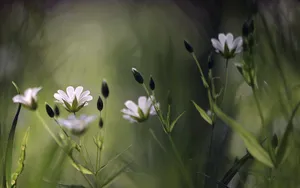 lomo风格唯美小清新花草壁纸_17