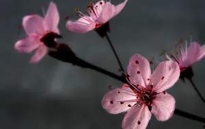 lomo风格唯美小清新花草壁纸_19