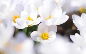 lomo风格唯美小清新花草壁纸_22