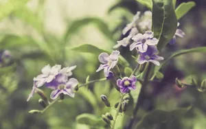 lomo风格唯美小清新花草壁纸_23