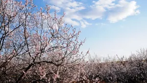 二月花神杏花桌面壁纸_2