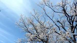 二月花神杏花桌面壁纸_3
