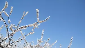 二月花神杏花桌面壁纸_4