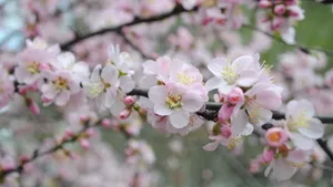 二月花神杏花桌面壁纸_5
