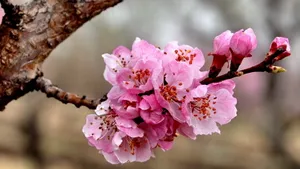 二月花神杏花桌面壁纸_6