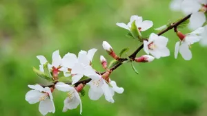 二月花神杏花桌面壁纸_7