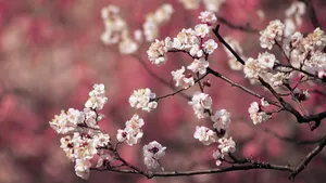 二月花神杏花桌面壁纸_8