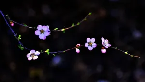 二月花神杏花桌面壁纸_9