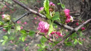 二月花神杏花桌面壁纸_11