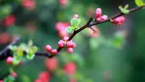 二月花神杏花桌面壁纸_12
