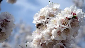 二月花神杏花桌面壁纸_13