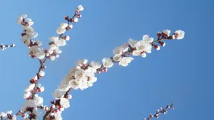 二月花神杏花桌面壁纸_14