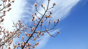 二月花神杏花桌面壁纸_15