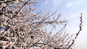 二月花神杏花桌面壁纸_16