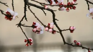 二月花神杏花桌面壁纸_17