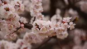 二月花神杏花桌面壁纸_18