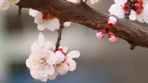 二月花神杏花桌面壁纸_19