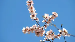 二月花神杏花桌面壁纸_20