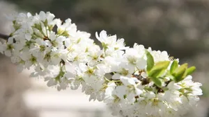 二月花神杏花桌面壁纸_21