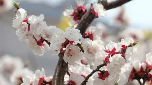 二月花神杏花桌面壁纸_22