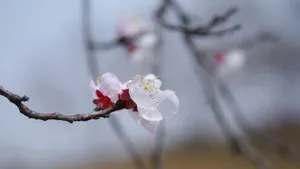 二月花神杏花桌面壁纸_23