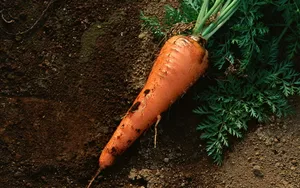 营养蔬菜胡萝卜壁纸_11
