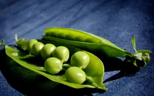 豌豆图片桌面壁纸_5