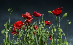 罂粟花壁纸_12