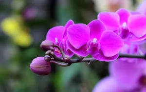 兰花图片高清壁纸_6