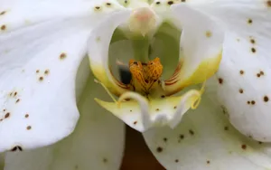 兰花图片高清壁纸_8