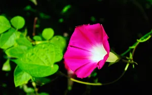 牵牛花高清图片壁纸_2