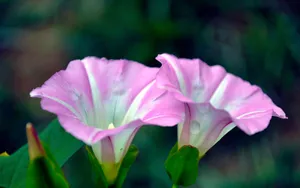 牵牛花高清图片壁纸_3
