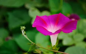 牵牛花高清图片壁纸_4