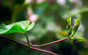牵牛花高清图片壁纸_5