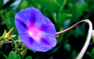 牵牛花高清图片壁纸_6