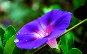 牵牛花高清图片壁纸_7