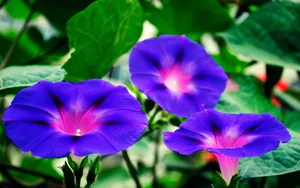 牵牛花高清图片壁纸_8