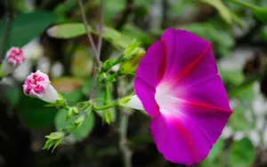 牵牛花高清图片壁纸_9