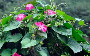 牵牛花高清图片壁纸_13