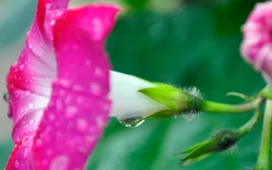 牵牛花高清图片壁纸_14