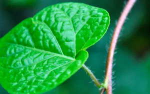 牵牛花高清图片壁纸_15