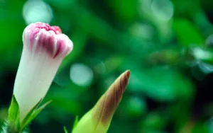 牵牛花高清图片壁纸_16