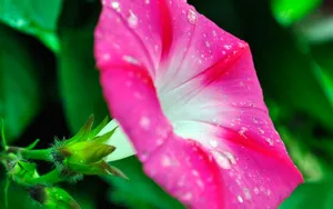 牵牛花高清图片壁纸_17