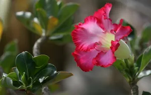 沙漠玫瑰桌面壁纸