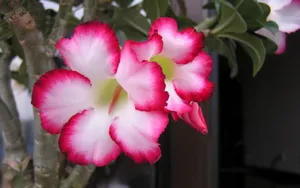 沙漠玫瑰桌面壁纸_4