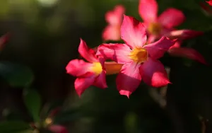 沙漠玫瑰桌面壁纸_15