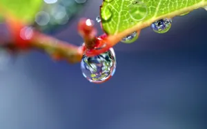 绿叶上的透亮的小水珠第1张